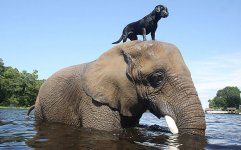 unusual-animal-friendship_ElephantnLab1.jpg