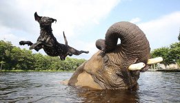 unusual-animal-friendship-ElephantnLab2.jpg