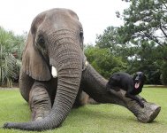 unusual-animal-friendship-ElephantnLab3.jpg