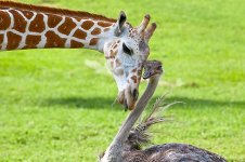 unusual-animal-friendship-GiraffenOstrich1.jpg