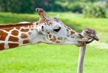 unusual-animal-friendship-GiraffenOstrich2.jpg