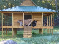 unusual-animal-friendship-11-1.jpg