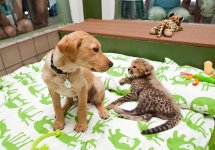 unusual-animal-friendship-12-1.jpg
