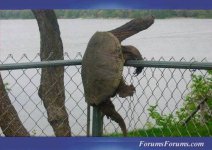 TortoiseEscape.jpg