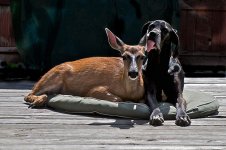 unusual-animal-friendship-14-1.jpg