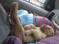 Comfy.jpg