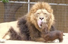 unusual-animal-friendship-6-2.jpg