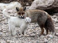 unusual-animal-friendship-7-1.jpg