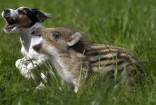 unusual-animal-friendship-8-2.jpg