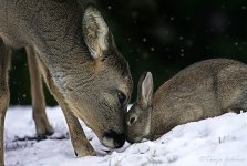 unusual-animal-friendship-9-1.jpg