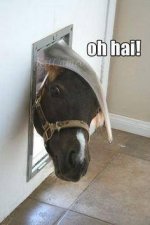 DoggyDoorOrHorseyDoor.jpg