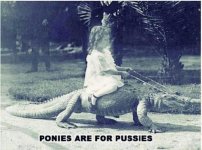 crazy pony.jpg