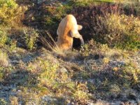 moose hunt 1 022.jpg