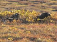 moose hunt 1 023.jpg