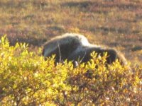 moose hunt 1 024.jpg