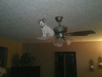 Fan cat.jpg