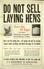 laying hens.jpg