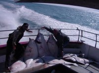 Halibut e-mail.jpg