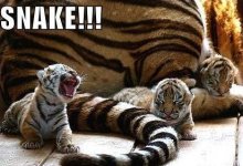 funny-animals-tiger.jpg