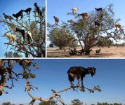 TreeClimbingGoatMorocco.jpg