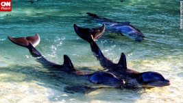 dolphins-thailand.jpg