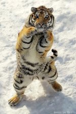 DancingTiger.jpg