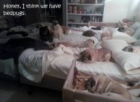 bedPugs.jpg