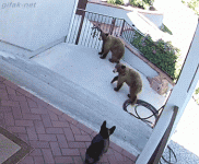 SmallDogsRule.gif