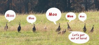 TGMOO.jpg