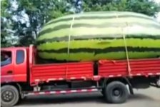 GiantWatermelon.JPG