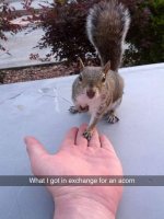 squirrel.jpg