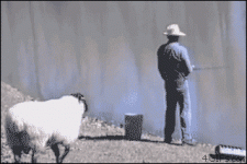 RamPushesFishermanInWater.gif