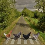 ChickenAbbyRoad.jpg