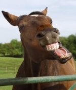 UpsetLoserToMostBeautifulHorse.jpg