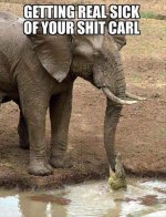 ElephantAndGator.jpg