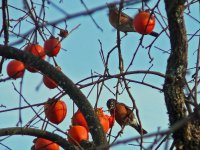 P1160632rPersimmon,Robin.jpg