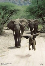 ElephantFamilyPhoto.jpg