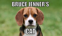 brucejennerscat.jpg