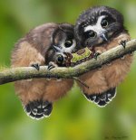 babyowls.jpg