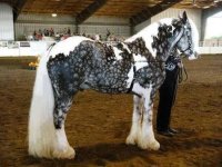 TobinoSnowflakeSilverDappleGypsyVannerHorse.jpg