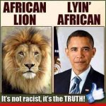 AfricanLion-LyinAfrican.jpg
