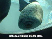 funny-seal.jpg