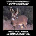 AverageWhitetailDeerCanJump.png