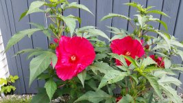 Dinner Plate Hibiscus.jpg