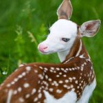 YoungDeer.jpg