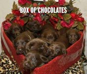 BoxOfChocolates.jpg
