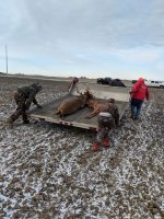 Deer 3_1542109405664.jpg