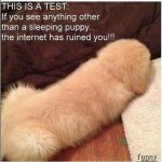 sleeping puppy.jpg