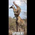 Giraffe_Scared.jpg