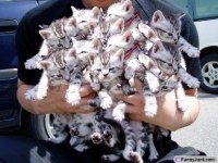 armload1.jpg